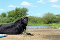 A family labrador dog resting on the river bank